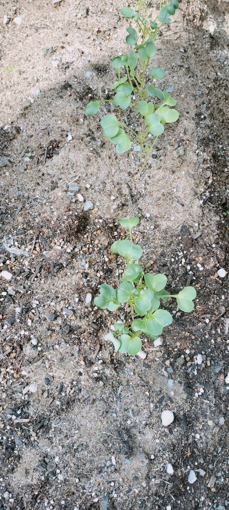 密に生えた大根の芽。間引きが必要な状態