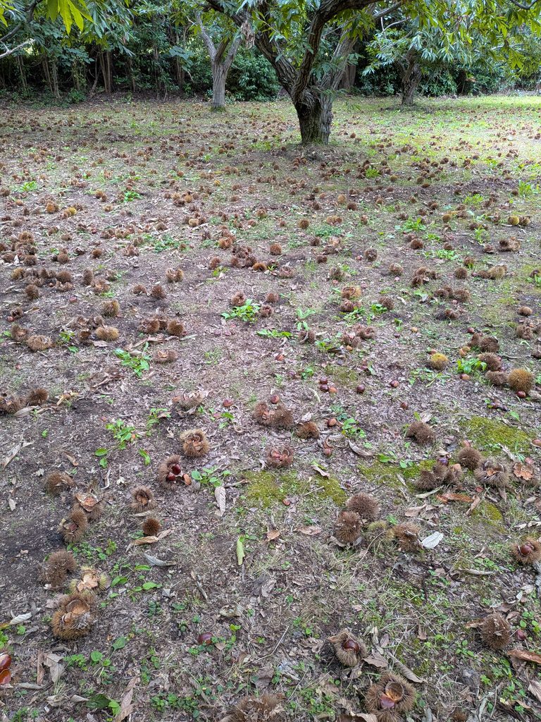 栗園の地面に落ちたイガ
