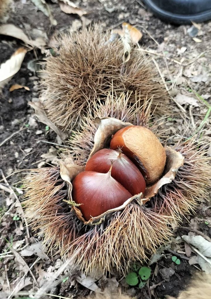 中から見えている栗