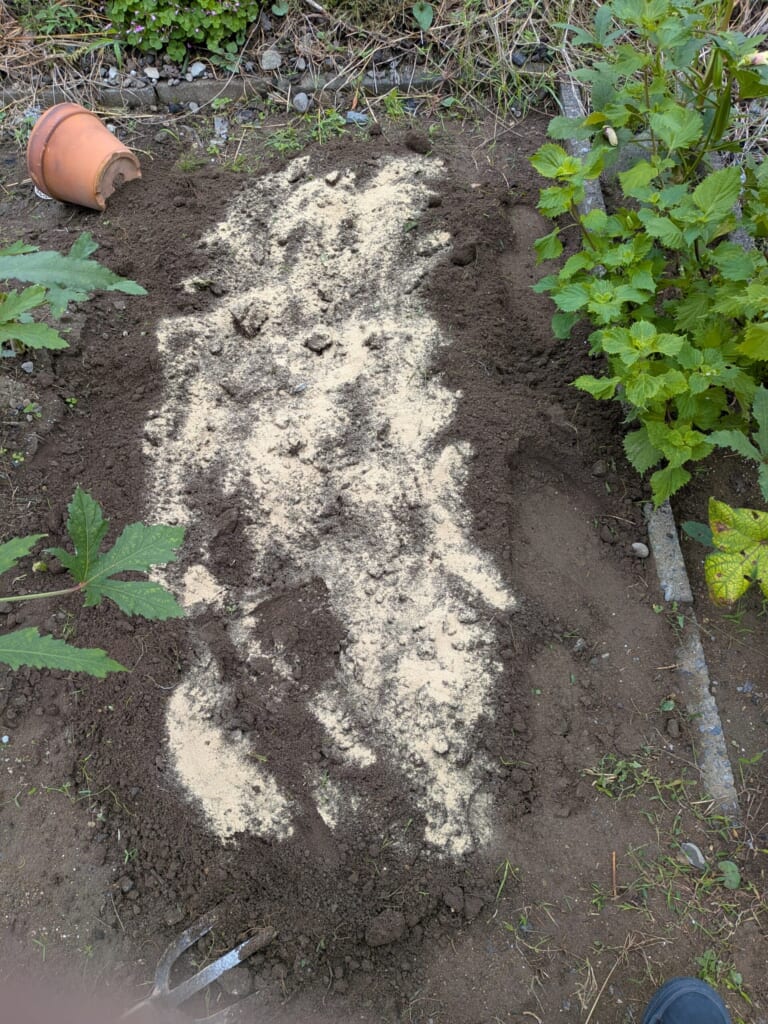 畑に苦土石灰をまいた直後。白い粉が土の上に広がっている 