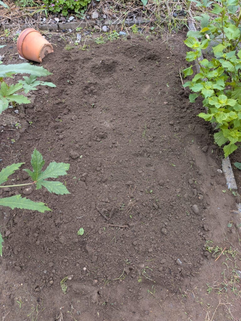 苦土石灰をまいたあと、耕して土と混ぜた状態