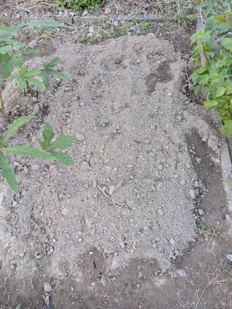  石灰を混ぜてから1週間ほど置いた畑。表面が乾いて白っぽくなっている