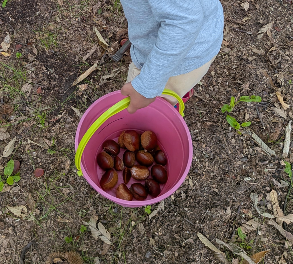 子どもが小さなバケツに拾った栗を入れている様子